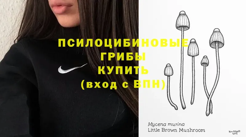 MEGA маркетплейс  даркнет сайт  shop как зайти  Псилоцибиновые грибы Psilocybe  Калининск 